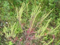 Ambrosia artemisiifolia 12, Alsemambrosia, Saxifraga-Rutger Barendse