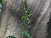 Ambrosia artemisiifolia 15, Alsemambrosia, Saxifraga-Ed Stikvoort