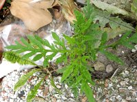 Ambrosia artemisiifolia 17, Alsemambrosia, Saxifraga-Rutger Barendse