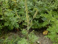 Ambrosia artemisiifolia 18, Alsemambrosia, Saxifraga-Ed Stikvoort
