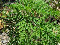 Ambrosia artemisiifolia 2, Alsemambrosia, Saxifraga-Rutger Barendse