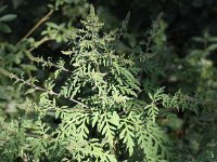 Ambrosia artemisiifolia 3, Alsemambrosia, Saxifraga-Peter Meininger