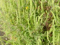 Ambrosia artemisiifolia 9, Alsemambrosia, Saxifraga-Rutger Barendse