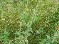 Ambrosia coronopifolia 3, Saxifraga-Rutger barendse