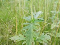 Ambrosia coronopifolia 4, Saxifraga-Rutger barendse