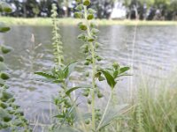 Ambrosia coronopifolia 6, Saxifraga-Rutger barendse
