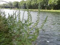 Ambrosia coronopifolia 7, Saxifraga-Rutger barendse