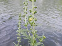 Ambrosia coronopifolia 8, Saxifraga-Rutger barendse