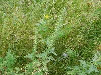 Ambrosia psilostachya 17, Zandambrosia, Saxifraga-Rutger Barendse