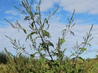 Ambrosia trifida 9, Driedelige ambrosia, Saxifraga-Ed Stikvoort