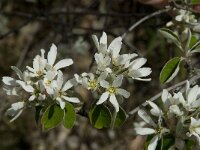 Amelanchier ovalis 13, Saxifraga-Willem van Kruijsbergen