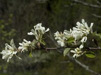 Amelanchier ovalis 14, Europees krentenboompje, Saxifraga-Marijke Verhagen