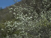 Amelanchier ovalis 17, Europees krentenboompje, Saxifraga-Willem van Kruijsbergen