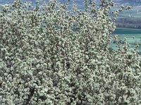 Amelanchier ovalis 19, Europees krentenboompje, Saxifraga-Piet Zomerdijk
