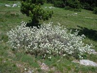 Amelanchier ovalis 24, Saxifraga-Jasenka Topic
