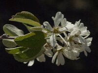 Amelanchier ovalis 27, Europees krentenboompje, Saxifraga-Jan van der Straaten