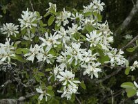 Amelanchier ovalis 29, Saxifraga-Willem van Kruijsbergen