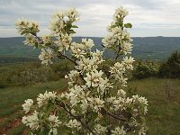 Amelanchier ovalis 30, Europees krentenboompje, Saxifraga-Willem van Kruijsbergen