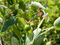 Amelanchier ovalis 40, Europees krentenboompje, Saxifraga-Rutger Barendse