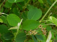 Amelanchier ovalis 41, Saxifraga-Rutger Barendse