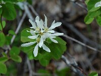 Amelanchier ovalis 5, Europees krentenboompje, Saxifraga-Willem van Kruijsbergen