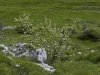 Amelanchier ovalis 7, Saxifraga-Jan van der Straaten