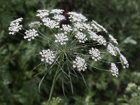 Ammi majus 10, Groot akkerscherm, Saxifraga-Peter Meininger
