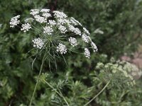Ammi majus 11, Groot akkerscherm, Saxifraga-Peter Meininger