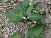 Ammi majus 12, Groot akkerscherm, Saxifraga-Rutger Barendse
