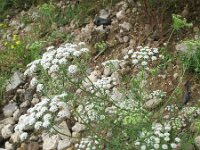 Ammi majus 13, Groot akkerscherm, Saxifraga-Rutger Barendse