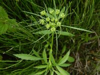 Ammi majus 14, Groot akkerscherm, Saxifraga-Rutger Barendse