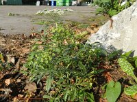 Ammi majus 15, Groot akkerscherm, Saxifraga-Rutger Barendse
