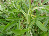 Ammi majus 16, Groot akkerscherm, Saxifraga-Rutger Barendse