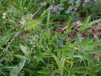 Ammi majus 17, Groot akkerscherm, Saxifraga-Rutger Barendse