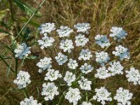 Ammi majus 18, Groot akkerscherm, Saxifraga-Rutger Barendse