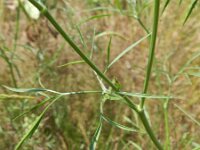 Ammi majus 19, Groot akkerscherm, Saxifraga-Rutger Barendse