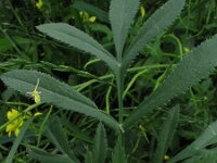 Ammi majus 2, Groot akkerscherm, Saxifraga-Rutger Barendse