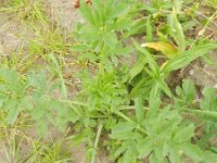 Ammi majus 20, Groot akkerscherm, Saxifraga-Rutger Barendse