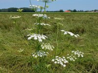 Ammi majus 21, Groot akkerscherm, Saxifraga-Ed Stikvoort