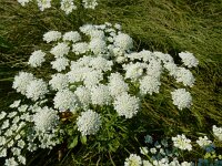 Ammi majus 22, Groot akkerscherm, Saxifraga-Ed Stikvoort