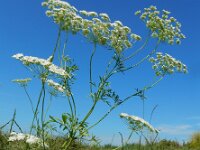 Ammi majus 23, Groot akkerscherm, Saxifraga-Ed Stikvoort