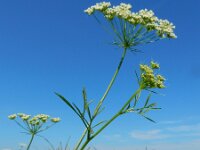 Ammi majus 24, Groot akkerscherm, Saxifraga-Ed Stikvoort