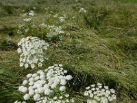 Ammi majus 25, Groot akkerscherm, Saxifraga-Ed Stikvoort
