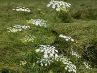 Ammi majus 26, Groot akkerscherm, Saxifraga-Ed Stikvoort