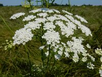 Ammi majus 27, Groot akkerscherm, Saxifraga-Ed Stikvoort