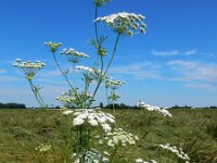 Ammi majus 28, Groot akkerscherm, Saxifraga-Ed Stikvoort