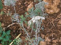 Ammi majus 3, Groot akkerscherm, Saxifraga-Piet Zomerdijk
