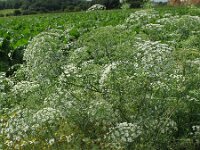 Ammi majus 4, Groot akkerscherm, Saxifraga-Rutger Barendse