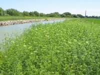 Ammi majus 5, Groot akkerscherm, Saxifraga-Rutger Barendse