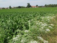 Ammi majus 6, Groot akkerscherm, Saxifraga-Rutger Barendse